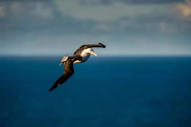 Chuyện của chú chim hải âu cô đơn nhất thế giới: Vĩnh viễn không tìm thấy đường về nhà và chuyến hành trình được cả thế giới dõi theo - Ảnh 3.