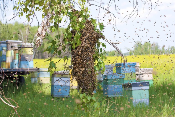 Nghiên cứu mới cho thấy loài ong có khả năng thay đổi thời tiết - Ảnh 2.