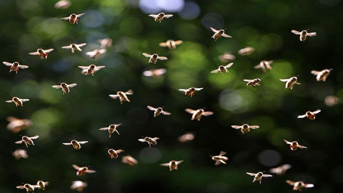 Nghiên cứu mới cho thấy loài ong có khả năng thay đổi thời tiết - Ảnh 1.