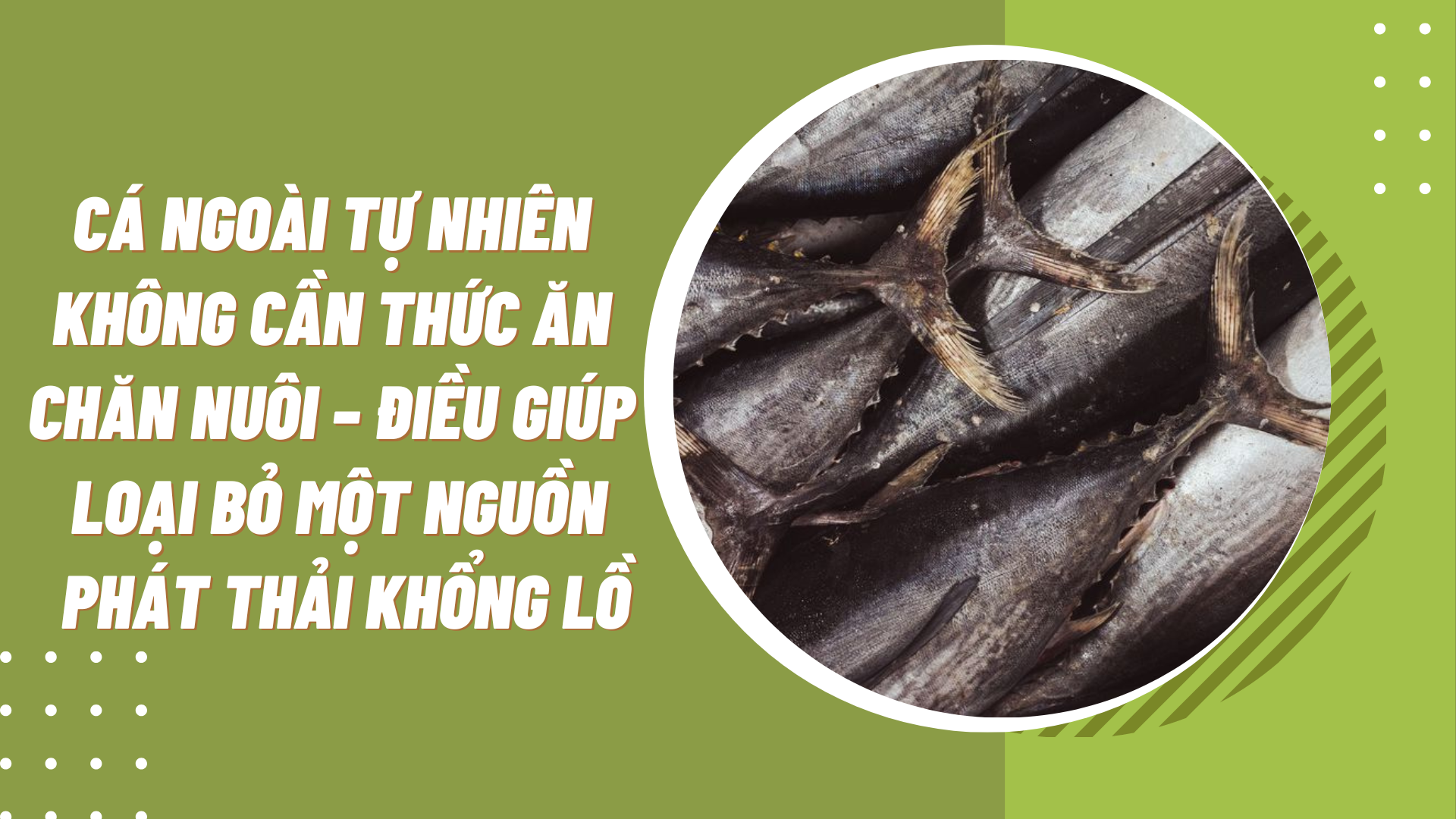 Cá hộp: Giải pháp giảm thiểu biến đổi khí hậu hiệu quả đến không ngờ! - Ảnh 4.