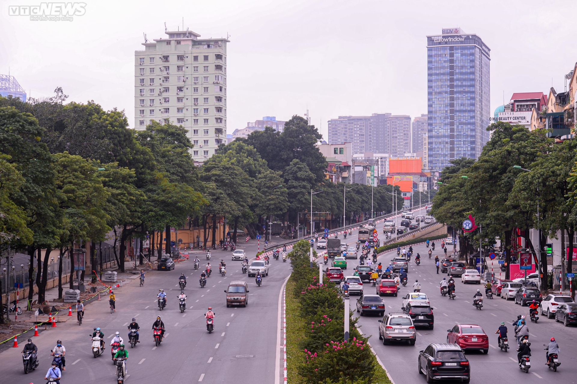 Cận cảnh hàng cây hoa sữa ở Hà Nội vừa được đề xuất di dời vì mùi hương quá nồng - Ảnh 1.