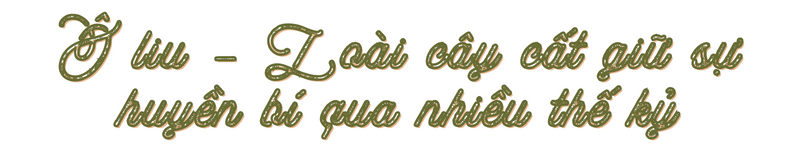 Dầu ô liu - Món quà cất giữ sự huyền bí của ẩm thực qua nhiều thế kỷ - Ảnh 2. Dầu ô liu - Món quà cất giữ sự huyền bí của ẩm thực qua nhiều thế kỷ - Ảnh 2.