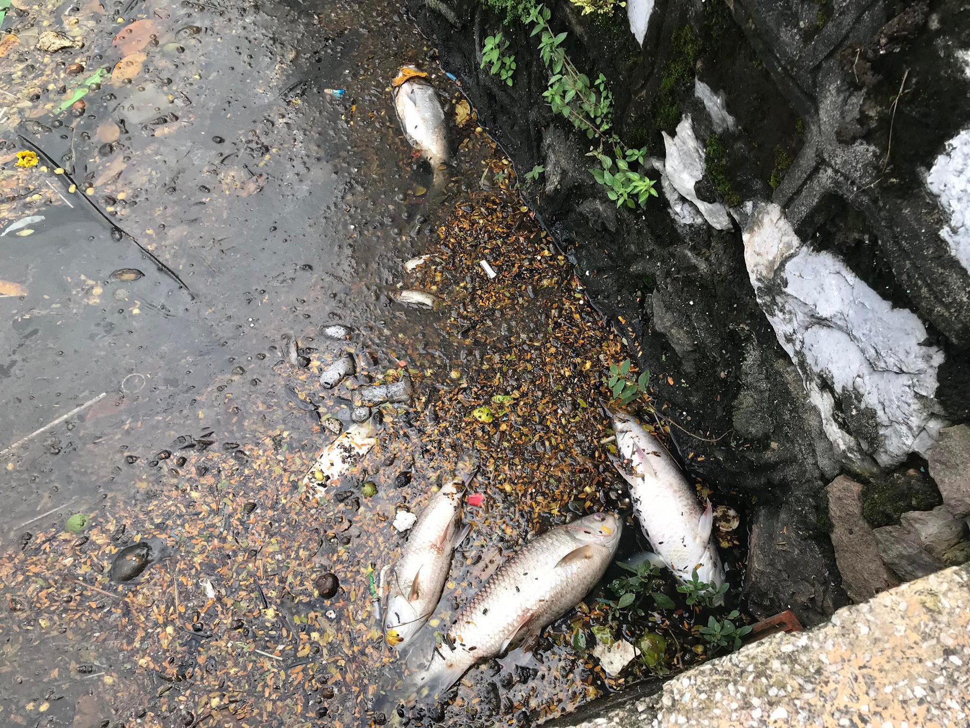 Bất thường cá chết nổi trắng trên mặt hồ Tây - Ảnh 4. Bất thường cá chết nổi trắng trên mặt hồ Tây - Ảnh 4.