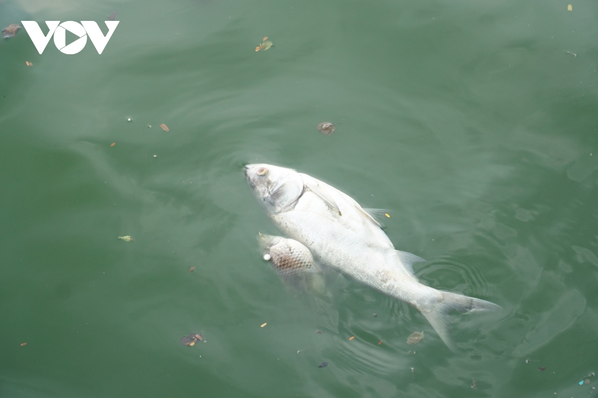 Nguyên nhân cá chết hàng loạt, nổi trắng mặt Hồ Tây - Ảnh 9.