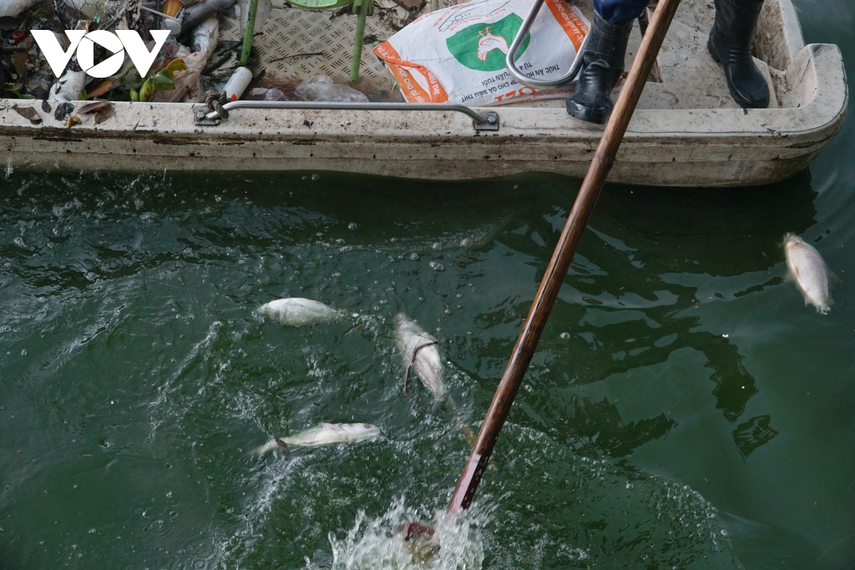 Nguyên nhân cá chết hàng loạt, nổi trắng mặt Hồ Tây - Ảnh 11.