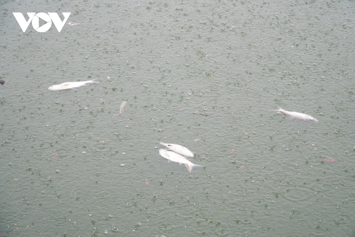 Nguyên nhân cá chết hàng loạt, nổi trắng mặt Hồ Tây - Ảnh 12.
