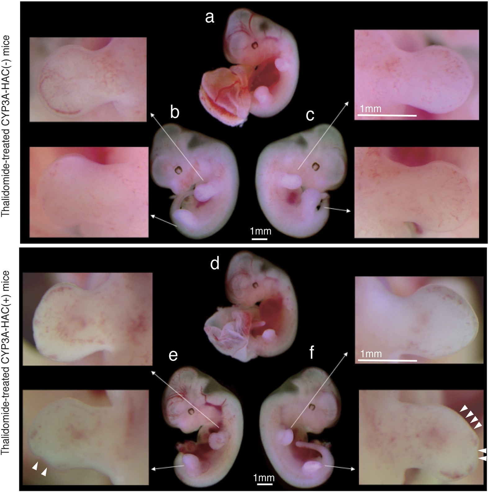 [mini] Hồ sơ Thalidomide: Thảm kịch y tế lớn nhất trong lịch sử nhân loại - Ảnh 25.