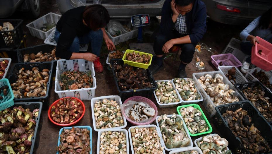 Một ngày ở chợ nấm Côn Minh (Trung Quốc) - nơi bán 'thức quà của đất' đắt đỏ bậc nhất thế giới - Ảnh 2.