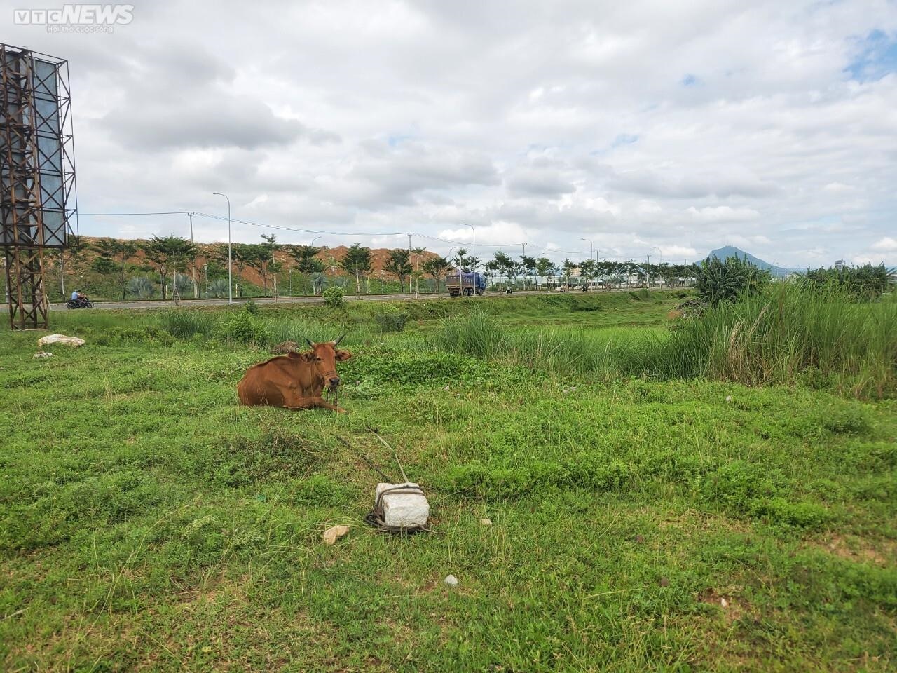 Dự án nghìn tỷ Vườn Phượng Hoàng tại Phú Yên thành bãi chăn bò, nuôi vịt - Ảnh 8.