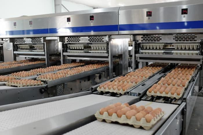 Cùng nuôi gà đẻ trứng: Hòa Phát bán 700.000 trứng/ngày, đại gia nông nghiệp hơn 30 năm kinh nghiệm bị Vietcombank, Vietinbank lần lượt rao bán nợ cả nghìn tỷ đồng - Ảnh 5.