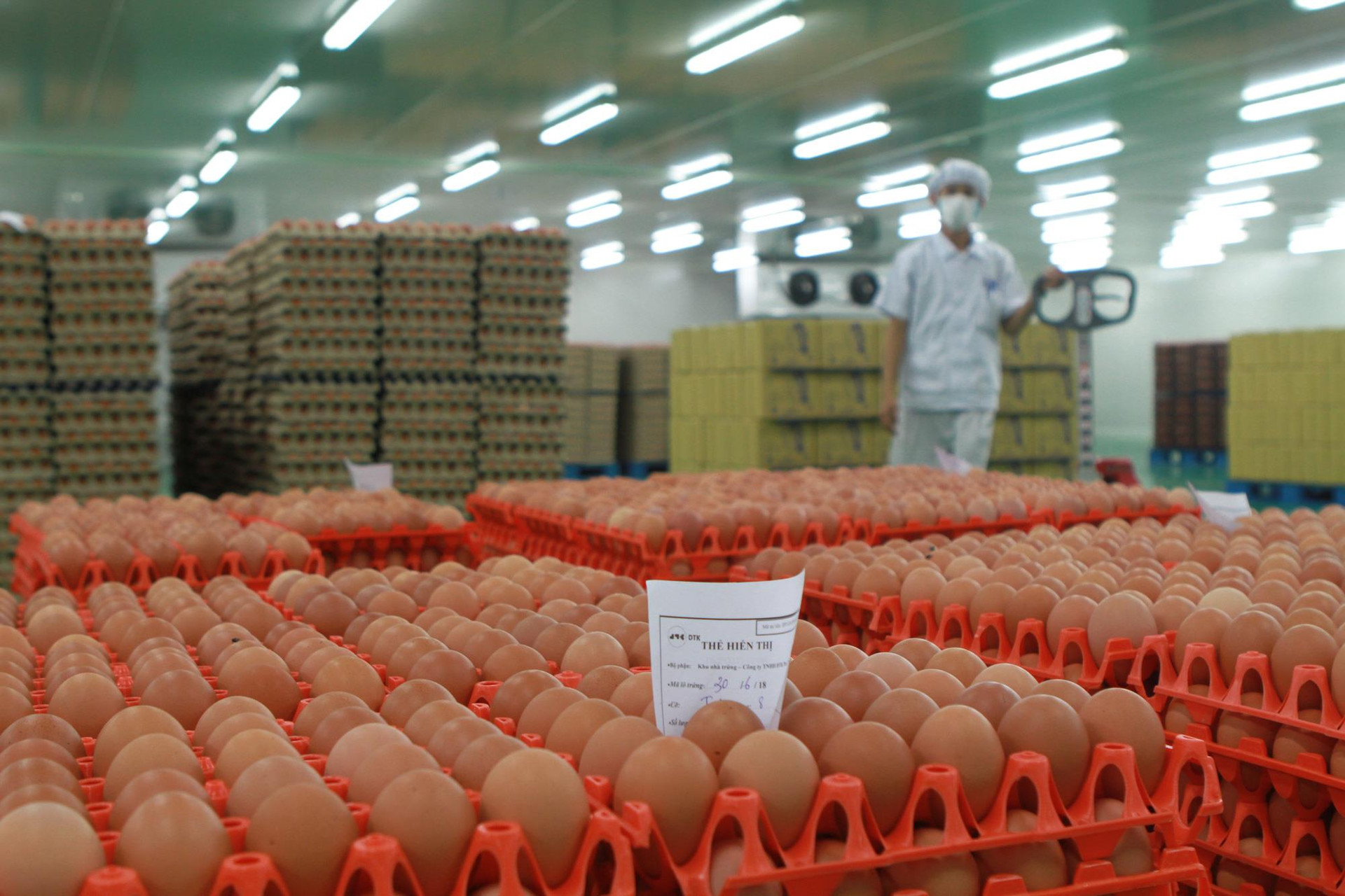 Cùng nuôi gà đẻ trứng: Hòa Phát bán 700.000 trứng/ngày, đại gia nông nghiệp hơn 30 năm kinh nghiệm bị Vietcombank, Vietinbank lần lượt rao bán nợ cả nghìn tỷ đồng - Ảnh 2.