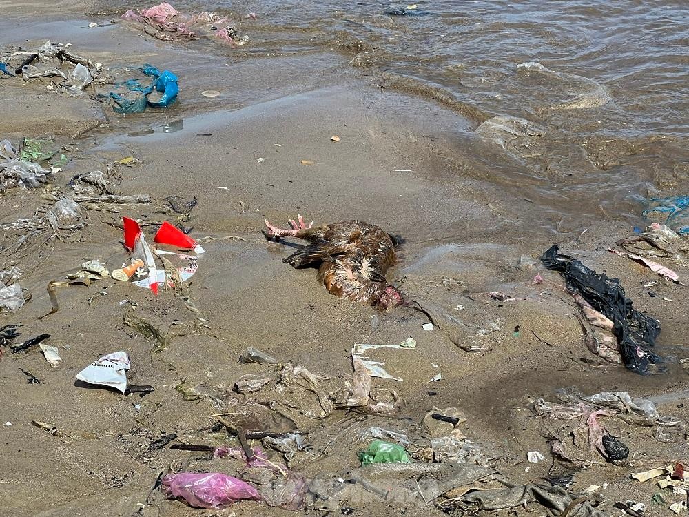 Bờ biển Quảng Ngãi ngập rác thải gây ô nhiễm ảnh 11