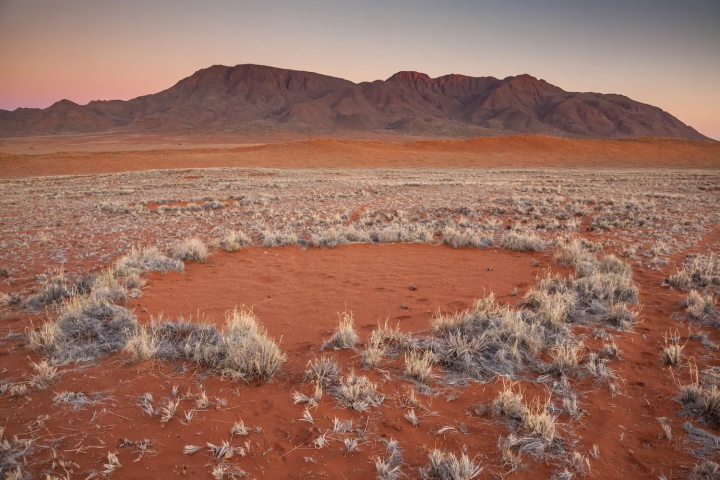 Lời đáp về vòng tròn bí ẩn ở hoang mạc khiến các nhà khoa học đau đầu 50 năm qua - Ảnh 2.