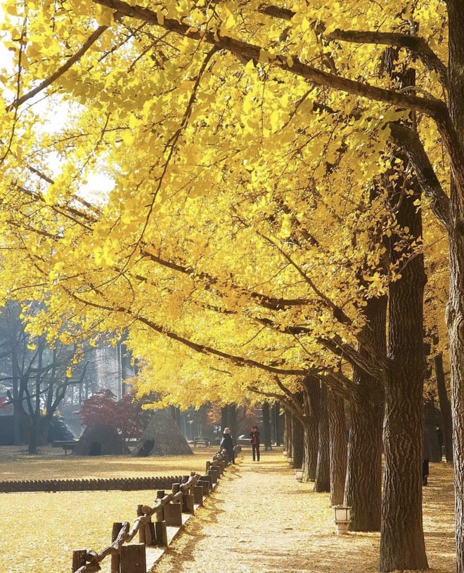 Choáng ngợp khung cảnh mùa thu Hàn Quốc, lá vàng lá đỏ rực sắc đẹp như phim - Ảnh 21.