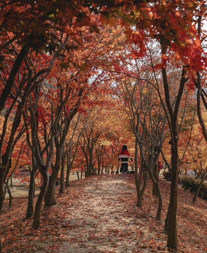 Choáng ngợp khung cảnh mùa thu Hàn Quốc, lá vàng lá đỏ rực sắc đẹp như phim - Ảnh 20.