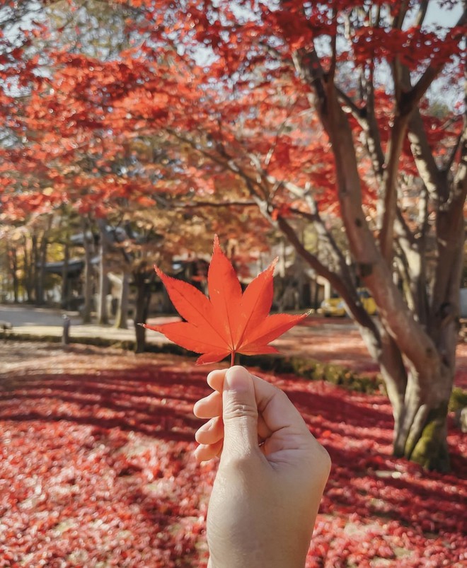 Choáng ngợp khung cảnh mùa thu Hàn Quốc, lá vàng lá đỏ rực sắc đẹp như phim - Ảnh 19.