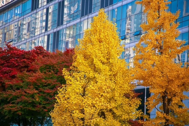 Choáng ngợp khung cảnh mùa thu Hàn Quốc, lá vàng lá đỏ rực sắc đẹp như phim - Ảnh 14.
