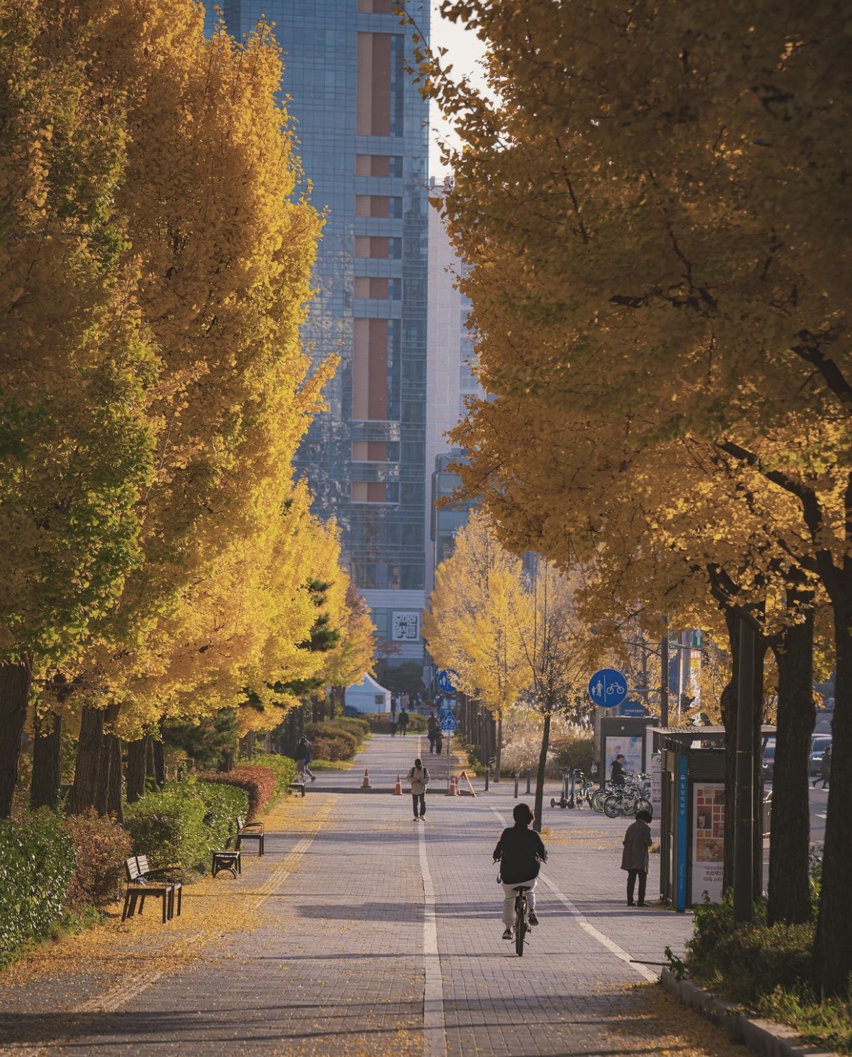 Choáng ngợp khung cảnh mùa thu Hàn Quốc, lá vàng lá đỏ rực sắc đẹp như phim - Ảnh 13.