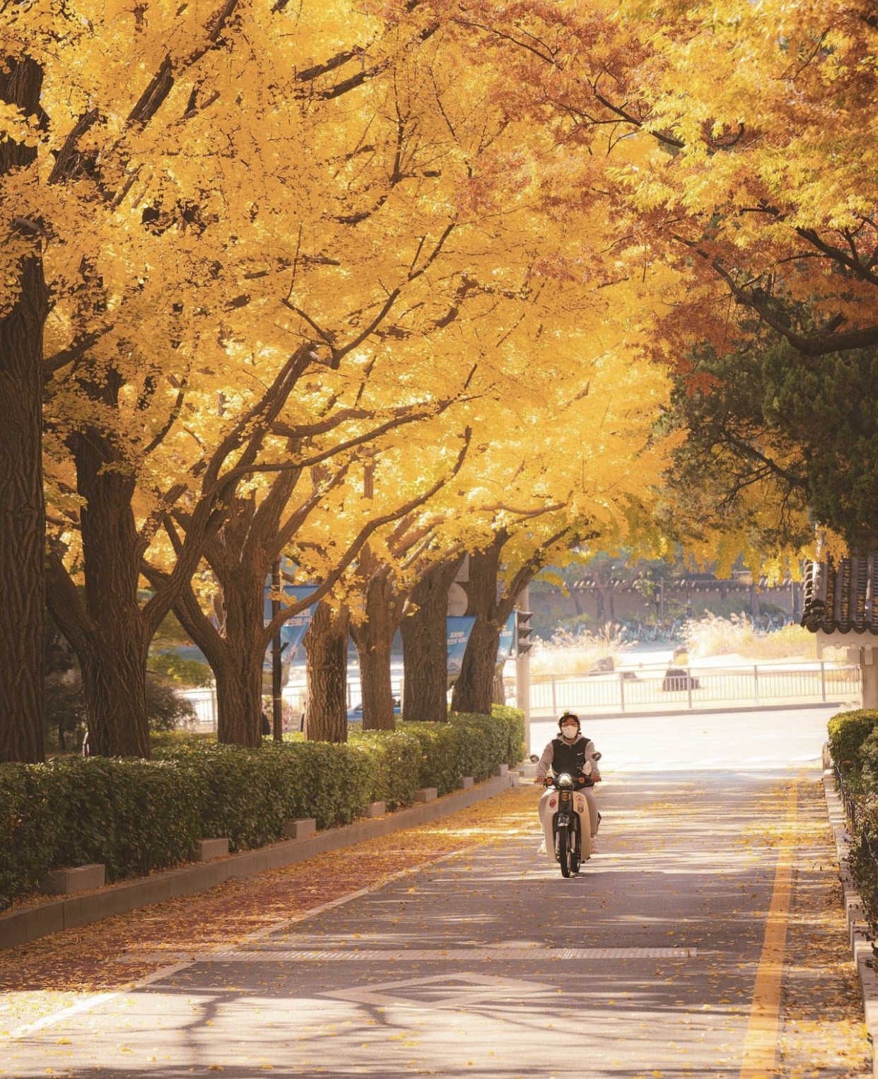 Choáng ngợp khung cảnh mùa thu Hàn Quốc, lá vàng lá đỏ rực sắc đẹp như phim - Ảnh 12.