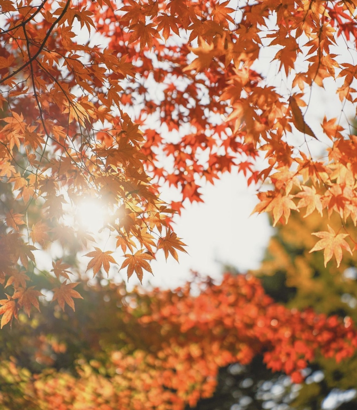 Choáng ngợp khung cảnh mùa thu Hàn Quốc, lá vàng lá đỏ rực sắc đẹp như phim - Ảnh 4.