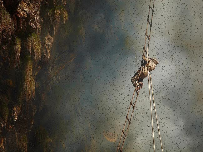 Nghề lấy "vàng lỏng" ở Nepal: Thu nhập khủng nhưng phải đánh đổi bằng tính mạng, treo mình trên vách đá 50m để mang "chiến lợi phẩm" xứng đáng trở về - Ảnh 4.