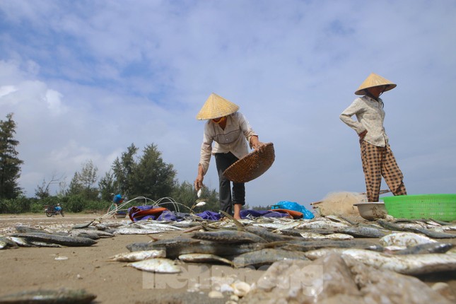 Quăng mẻ lưới 'trúng đậm' hàng tấn cá, ngư dân thu trên chục triệu đồng ảnh 12