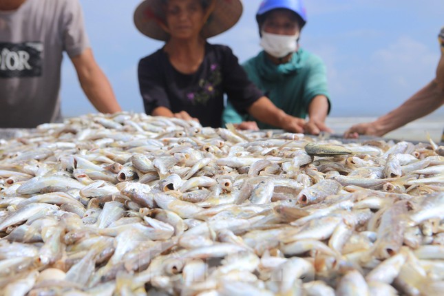 Quăng mẻ lưới 'trúng đậm' hàng tấn cá, ngư dân thu trên chục triệu đồng ảnh 11