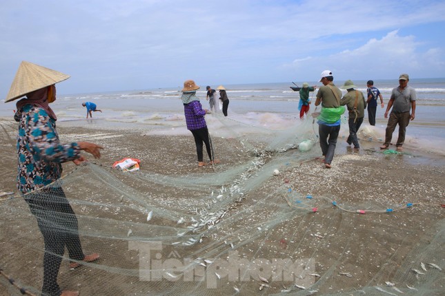 Quăng mẻ lưới 'trúng đậm' hàng tấn cá, ngư dân thu trên chục triệu đồng ảnh 6