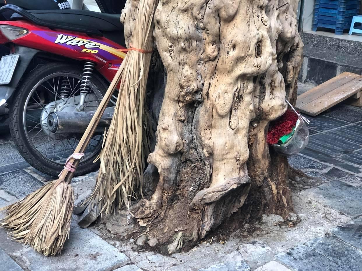 Loạt cây xanh chết trên đường phố Hà Nội nghi do đầu độc ảnh 3