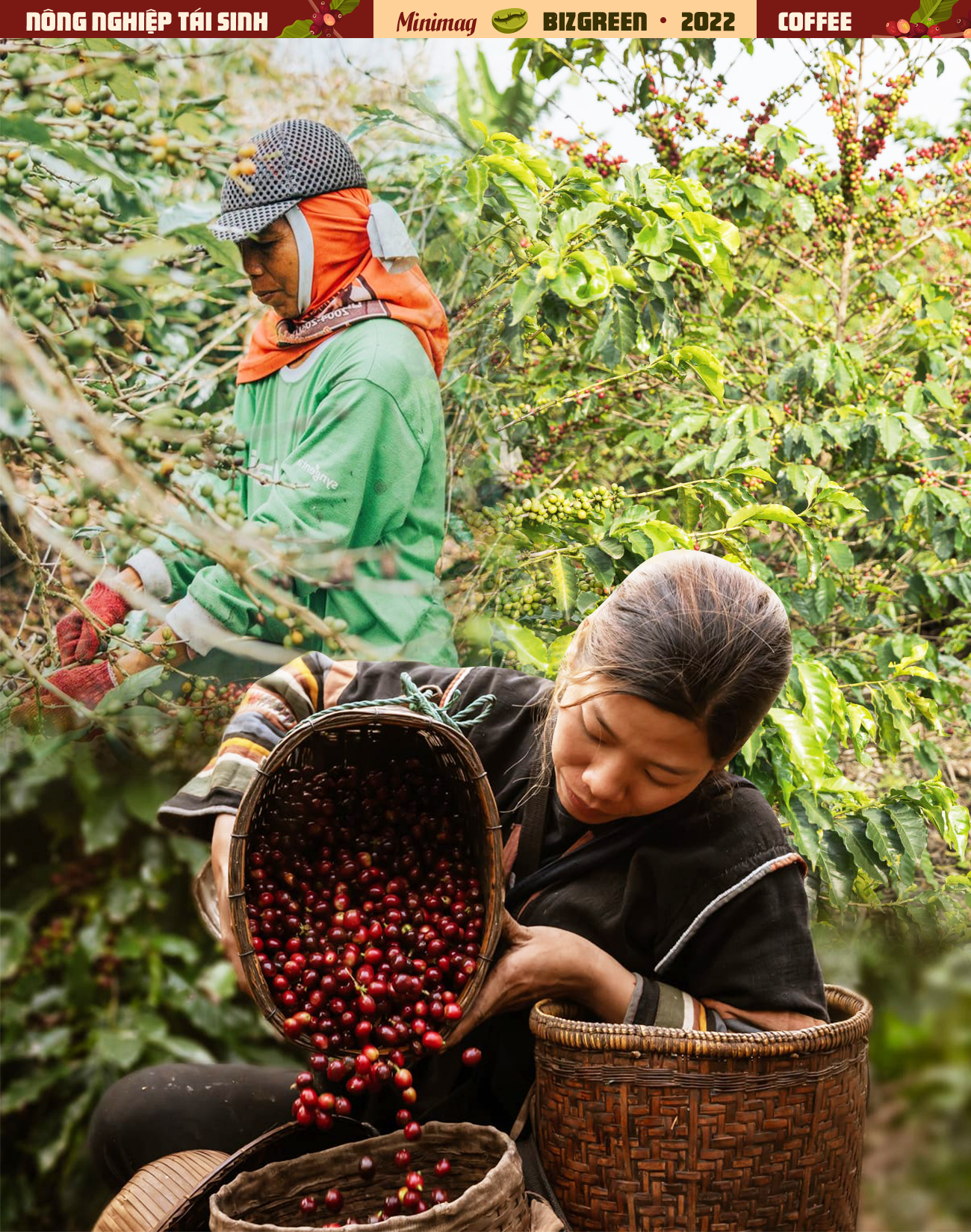 Trồng cà phê: Sự bền bỉ và cẩn trọng là hai yếu tố quan trọng để trồng cà phê thành công. Xem hình ảnh để khám phá vẻ đẹp của những cây cà phê mọc vươn cao và quyến rũ trên đồi núi.