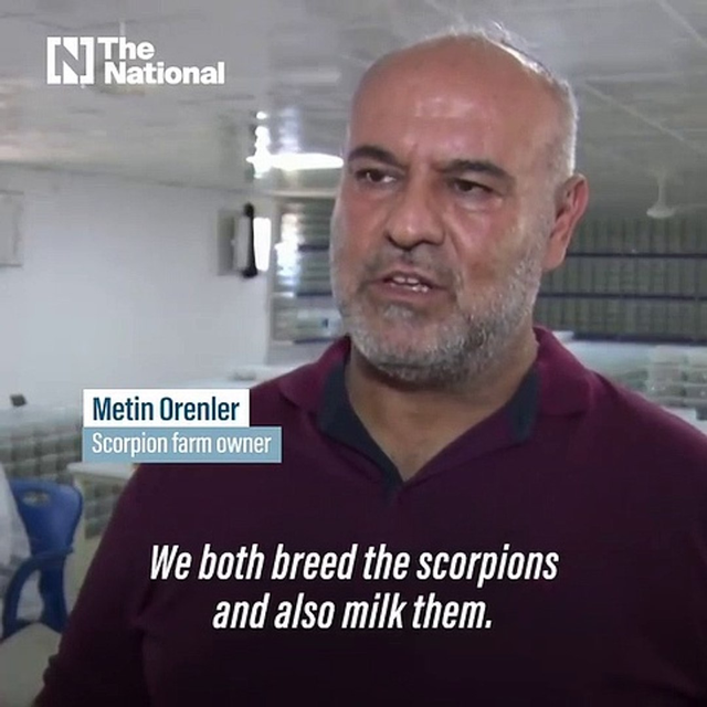 Một ngành kinh doanh béo bở giúp người đàn ông Thổ Nhĩ Kỳ thu về tiền khủng: Lập trang trại nuôi 20.000 con bọ cạp, 1 lít nọc độc trị giá 10 triệu USD - Ảnh 1.