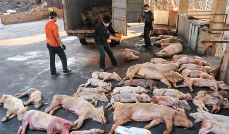Chăn nuôi lợn trên cao ốc ở Trung Quốc: Từng bị coi là bất hợp pháp nhưng đang là sự đảm bảo cho những bữa cơm có thịt ở nền kinh tế tỷ dân - Ảnh 4.