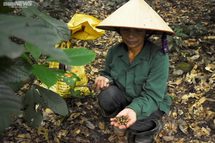 Nông dân Hải Dương vào rừng săn hạt dẻ, kiếm hàng chục triệu mỗi vụ - 10