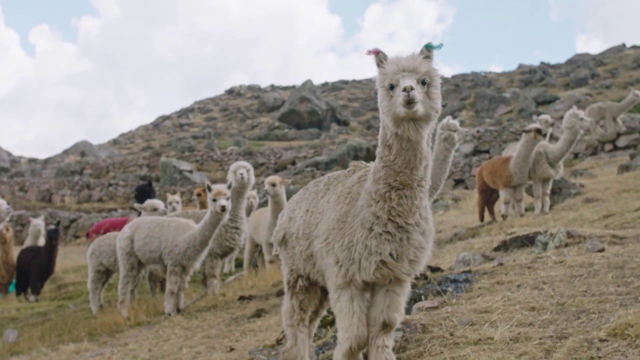 Những con lạc đà giúp chàng trai nảy ra ý tưởng kinh doanh áo len ‘xanh’, bỏ túi hàng chục triệu USD doanh thu - Ảnh 6.