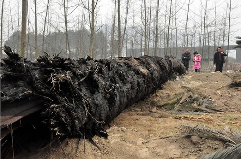 Vì sao cây gỗ Kim Tơ Nam Mộc bán giá gần 9.000 tỷ nhưng không ai dám trồng? - Ảnh 3.