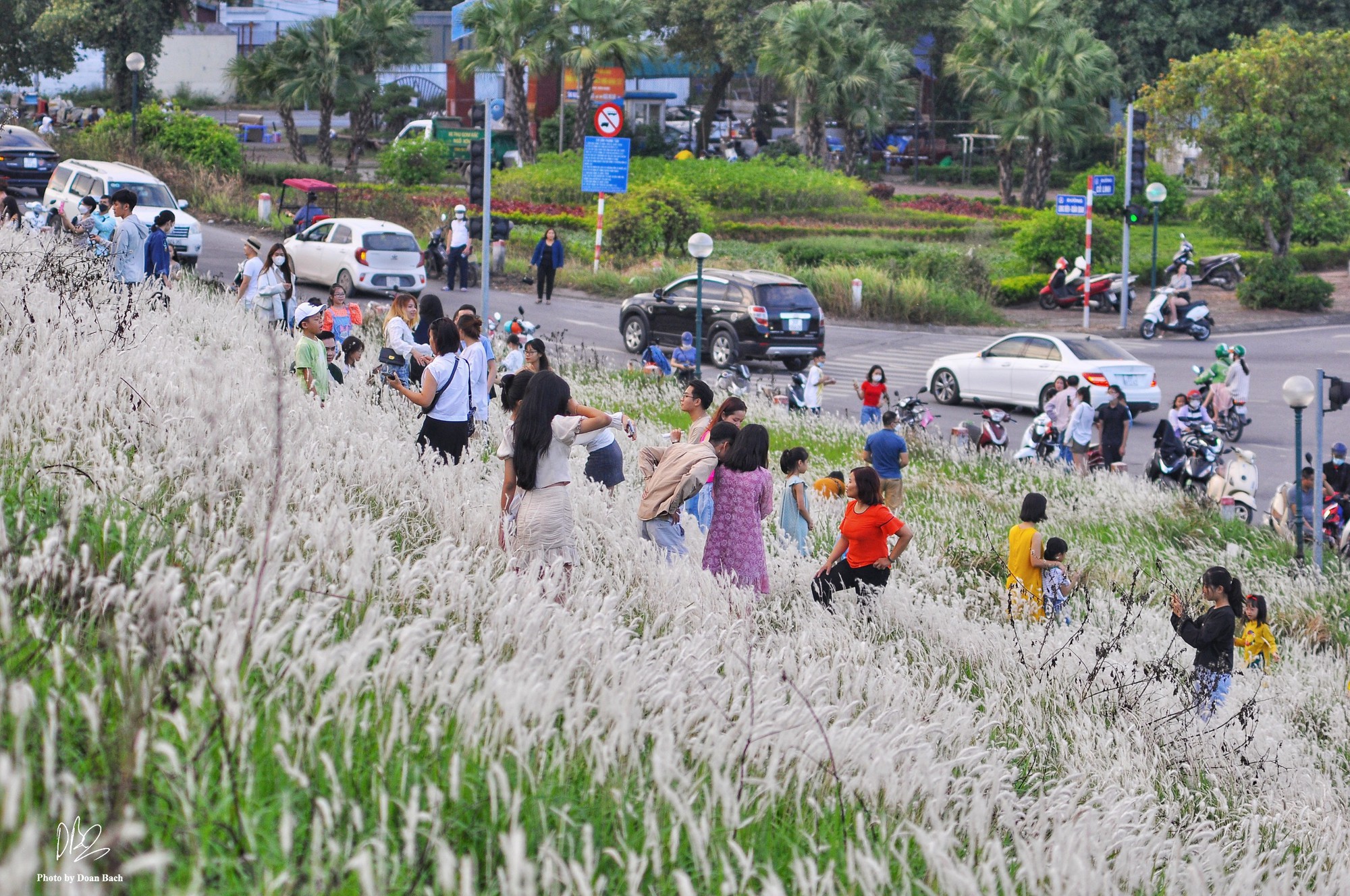 Ra đê Long Biên chụp ảnh giữa trắng ngàn cỏ lau - Ảnh 3.