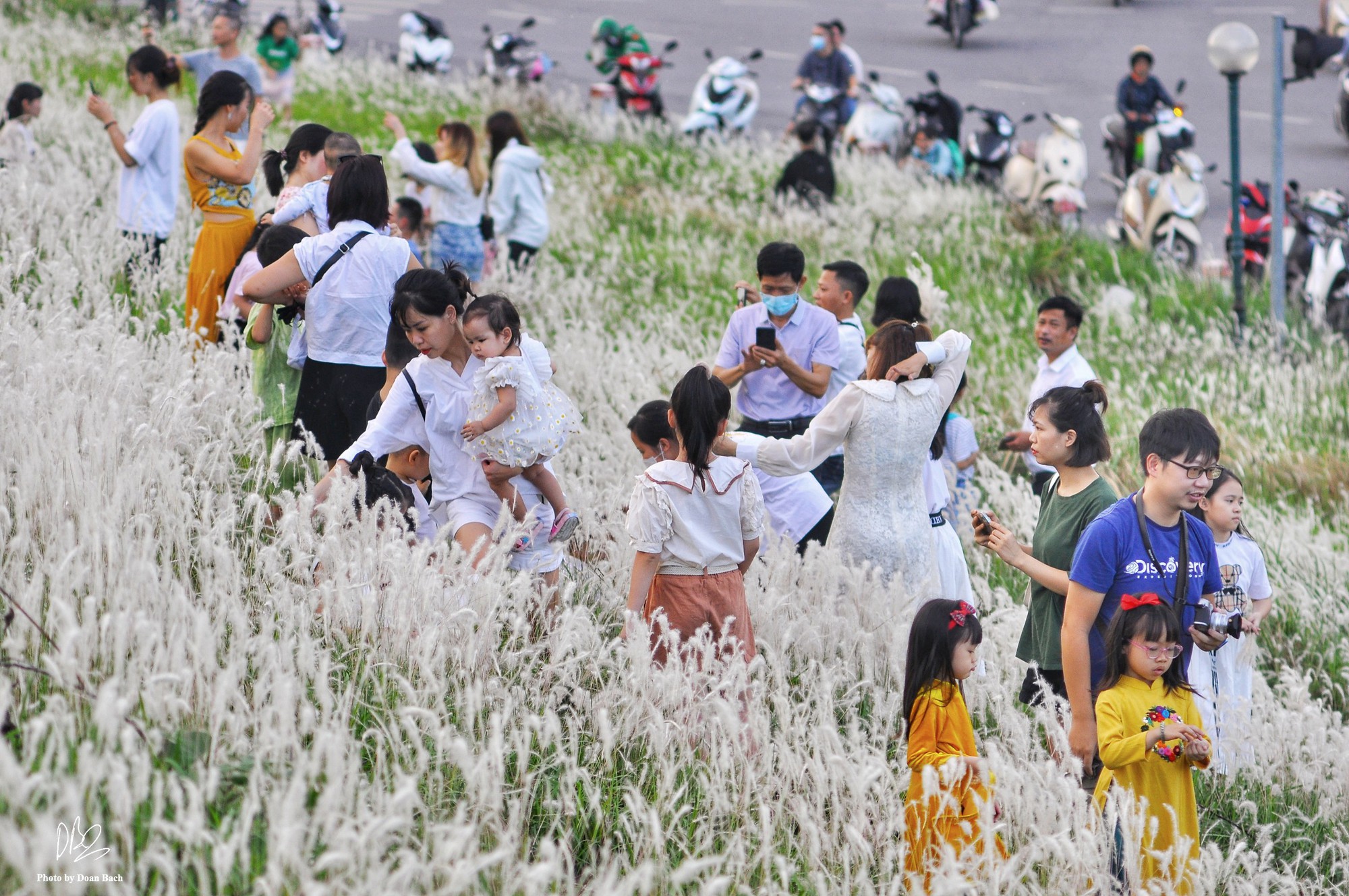 Ra đê Long Biên chụp ảnh giữa trắng ngàn cỏ lau - Ảnh 1.