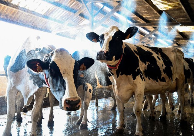 Lý do khiến nguồn cung cấp sữa trên toàn cầu đang rơi vào tình trạng khủng hoảng nghiêm trọng - Ảnh 2.