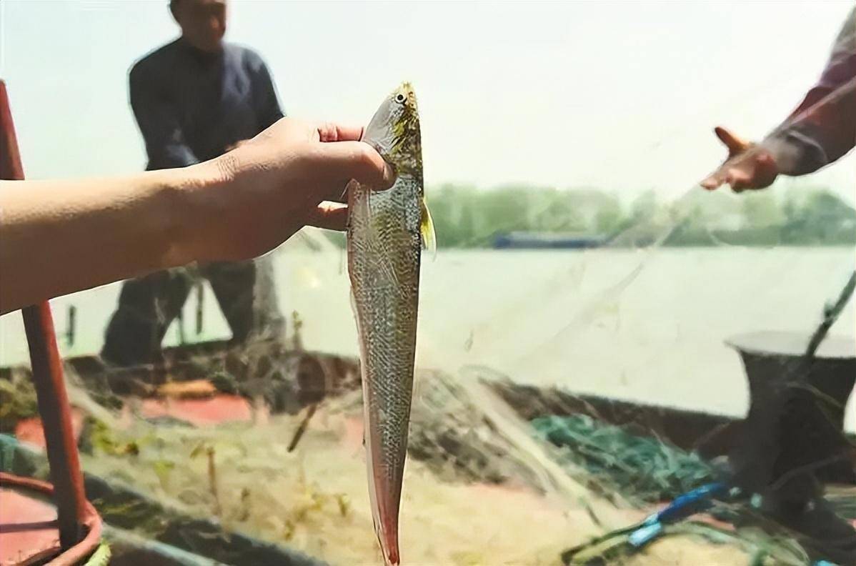 Cá sinh sôi dày đặc chỉ sau 2 năm, tại sao Trung Quốc vẫn tiếp tục kế hoạch 10 năm cấm đánh bắt ở sông Trường Giang? - Ảnh 7.