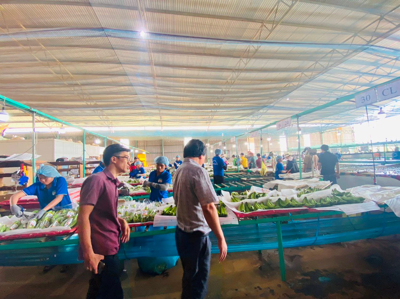 Thực địa trang trại HAGL tại Lào: Trồng thử bắp ngô với mục tiêu 3.000ha, nuôi gà trên đất trồng cây keo và xây nhà máy viên nén gỗ - Ảnh 3.