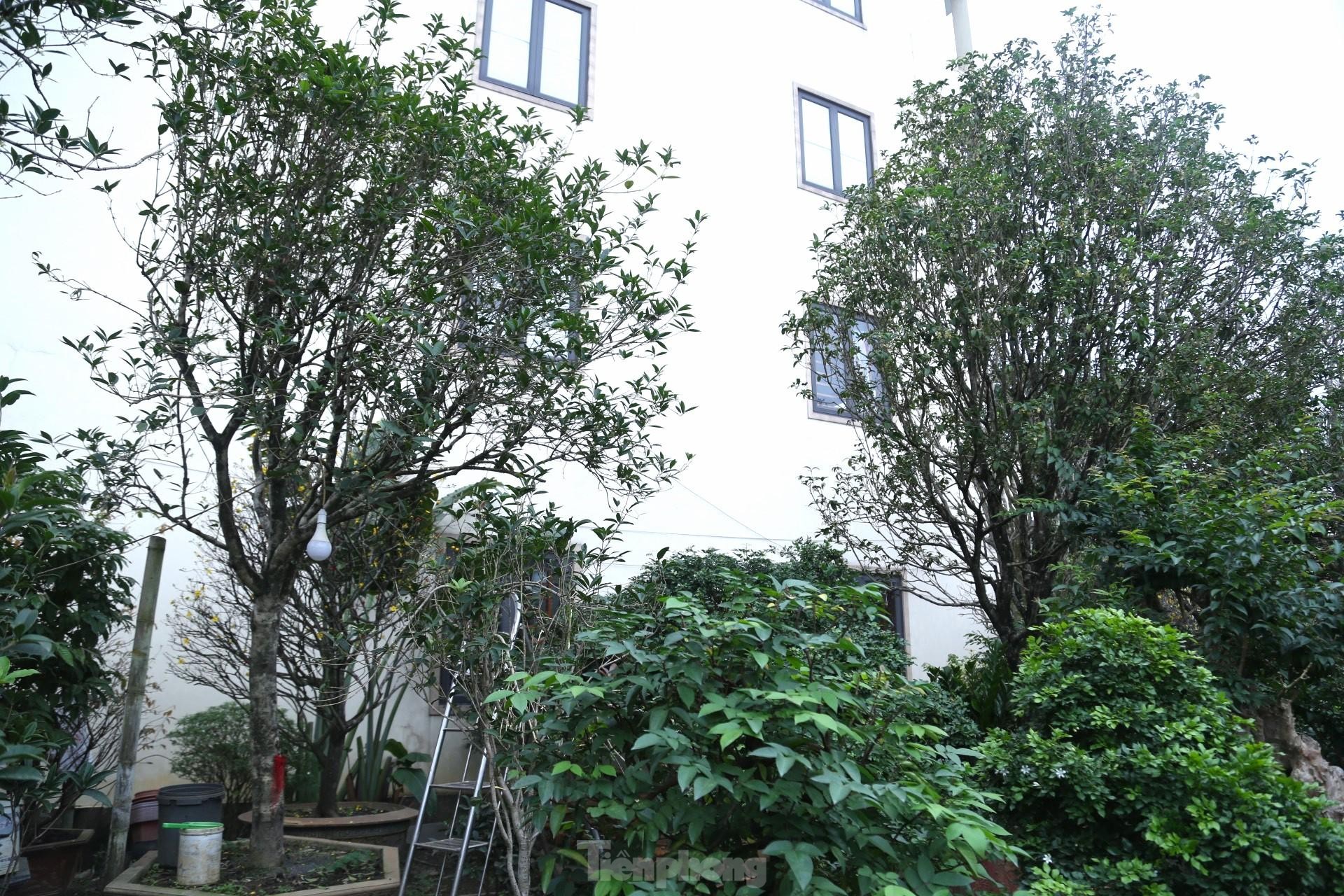 Chiêm ngưỡng cây mộc hương 'khủng', khách trả gần 2 tỷ đồng chủ vườn vẫn chưa bán - Ảnh 11. Chiêm ngưỡng cây mộc hương 'khủng', khách trả gần 2 tỷ đồng chủ vườn vẫn chưa bán - Ảnh 11.