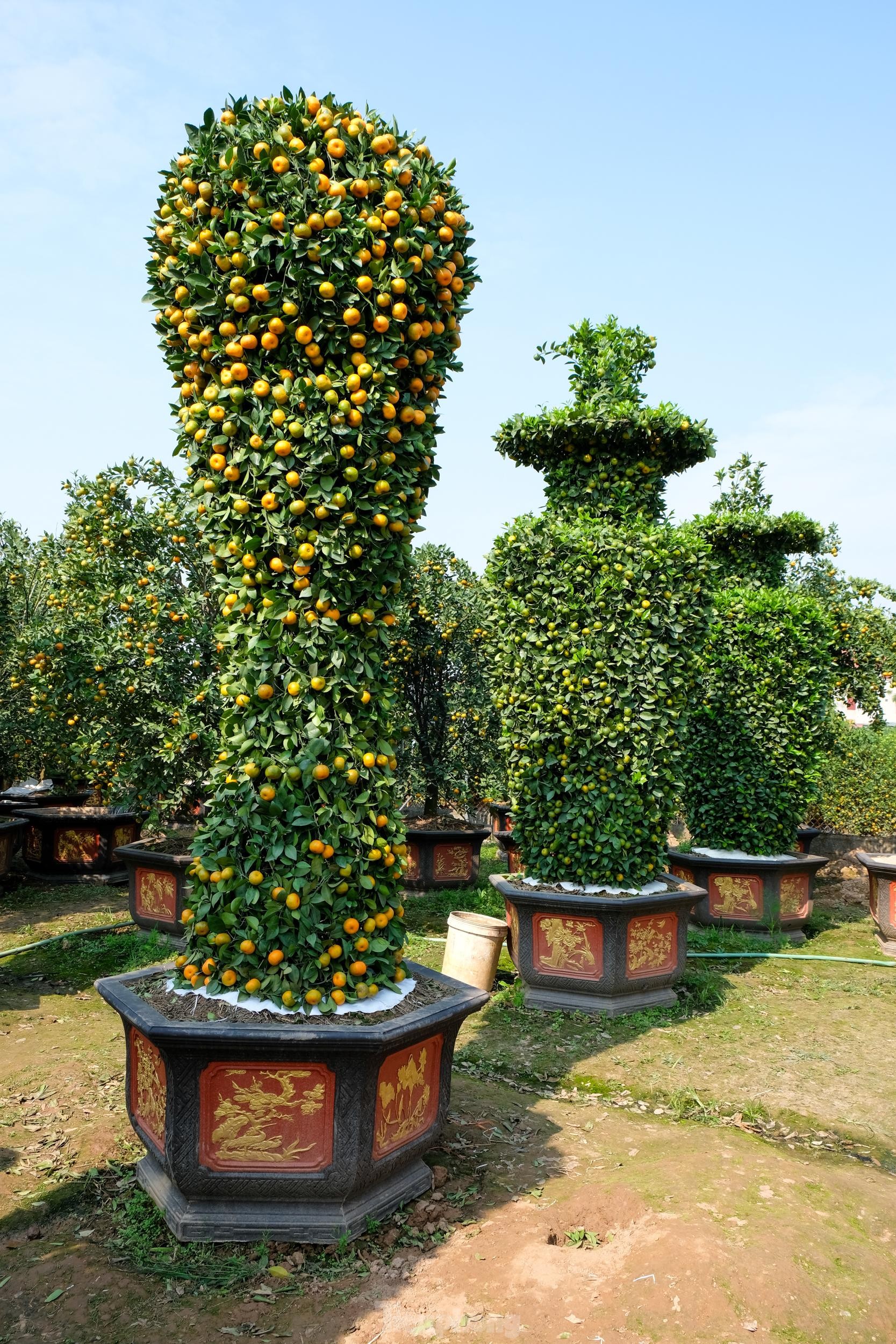 Độc đáo vườn quýt 'khủng' tạo dáng cúp vàng World Cup sẵn sàng đón Tết - Ảnh 4.