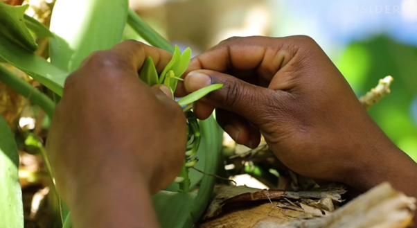 Vì sao Madagascar vẫn nghèo dù đi đầu về xuất khẩu vani - hương liệu ‘vàng xanh’ đắt hơn bạc? - Ảnh 2.