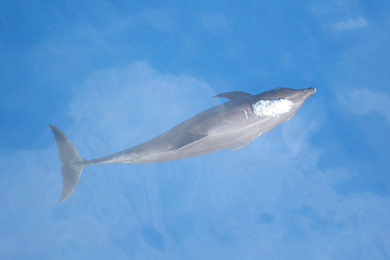 Một loài cá heo mới đã tiến hóa ở Thái Bình Dương - Ảnh 1.