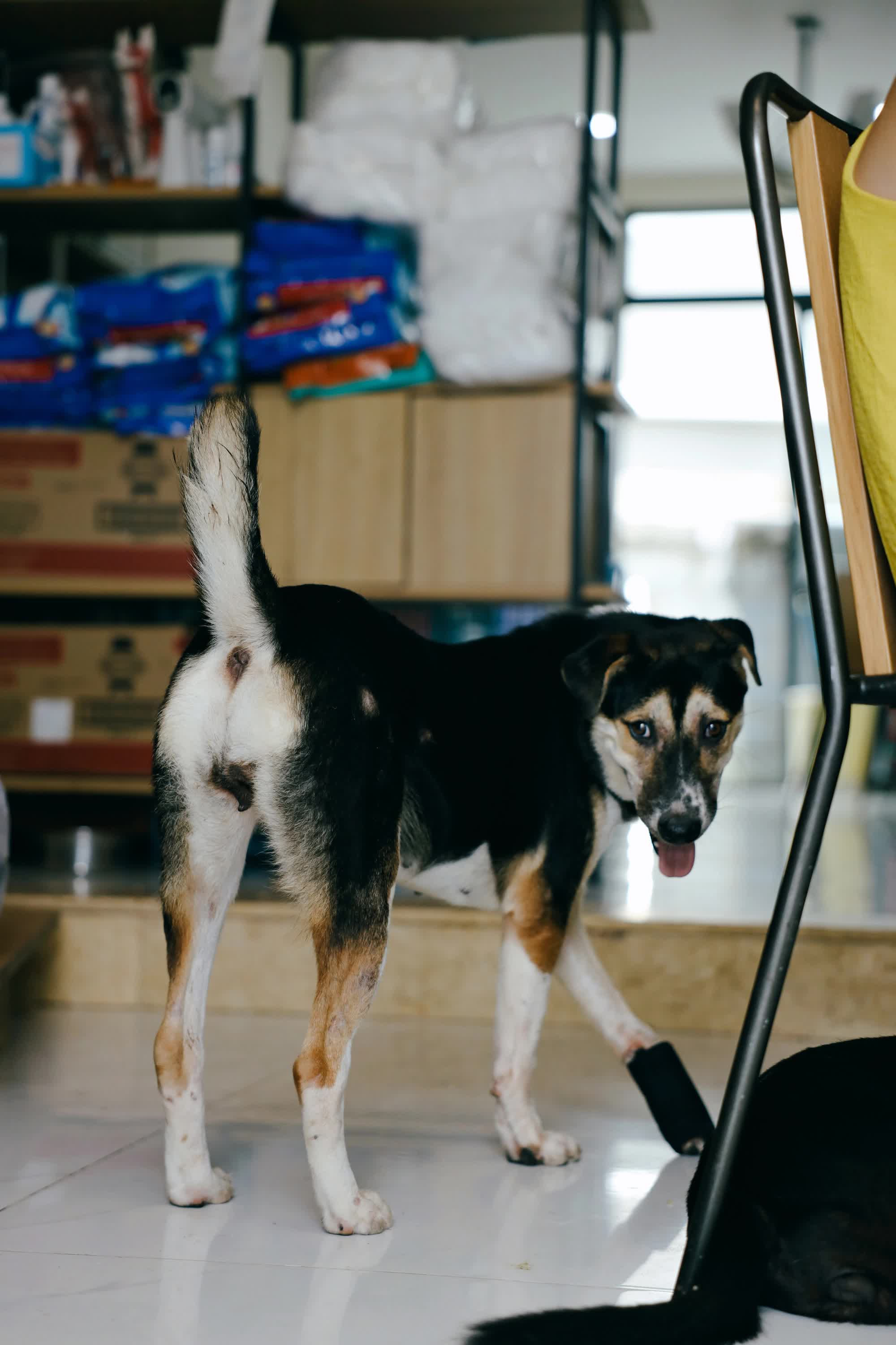 Người đàn ông ngoại quốc chế tạo xe lăn cho hàng trăm chó, mèo khuyết tật ở Việt Nam - Ảnh 24.