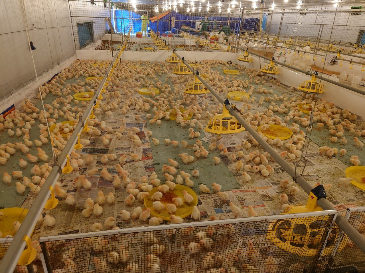 Tiêu thụ thép gặp khó khăn, Hòa Phát đẩy mạnh mảng nông nghiệp khi nhập gần 10.000 con gà giống từ Mỹ - Ảnh 2.