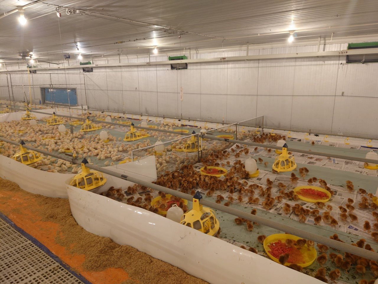 Tiêu thụ thép gặp khó khăn, Hòa Phát đẩy mạnh mảng nông nghiệp khi nhập gần 10.000 con gà giống từ Mỹ - Ảnh 3.