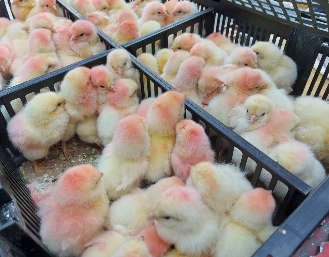 Tiêu thụ thép gặp khó khăn, Hòa Phát đẩy mạnh mảng nông nghiệp khi nhập gần 10.000 con gà giống từ Mỹ - Ảnh 1.