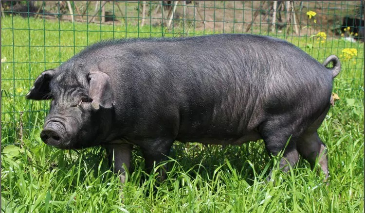 Người đàn ông thế chấp nhà để nuôi lợn 'chạy bộ', bỏ 200 triệu đồng để mua lợn què, bất ngờ thu chục tỷ chỉ sau vài năm   - Ảnh 2.
