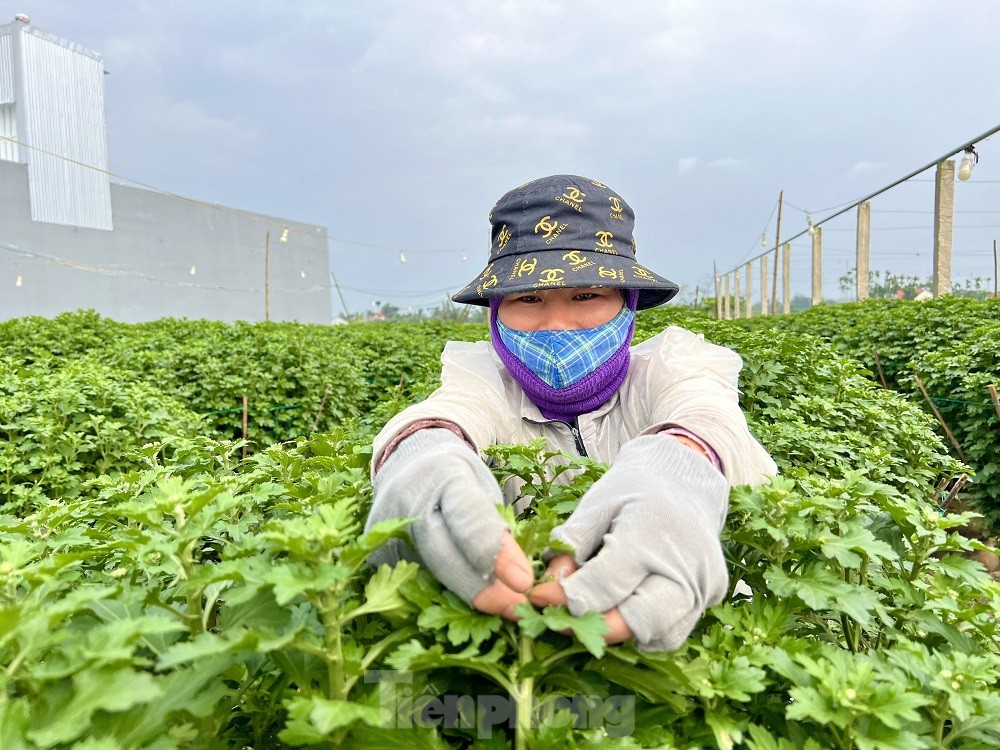 Hàng trăm nghìn chậu hoa cúc Tết ở Quảng Ngãi chưa nở đã được mua sạch tại vườn - Ảnh 8.